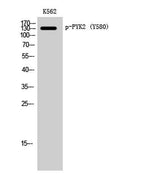 PYK2 (phospho Tyr580) rabbit pAb