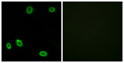 Olfactory receptor 5L1/2 rabbit pAb 50µL/100µL