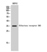 Olfactory receptor 5M3 rabbit pAb