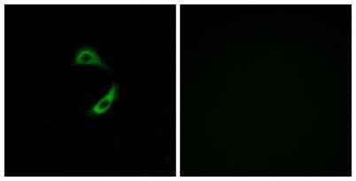 Olfactory receptor 10G9 rabbit pAb