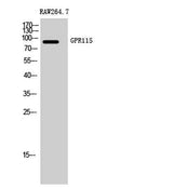 GPR115 rabbit pAb