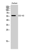 CGI-43 rabbit pAb