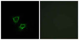 ZNRF2 rabbit pAb