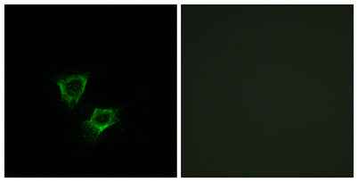 ZNRF2 rabbit pAb