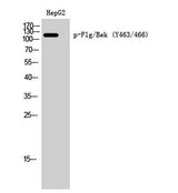 Flg/Bek (phospho Tyr463/466) rabbit pAb