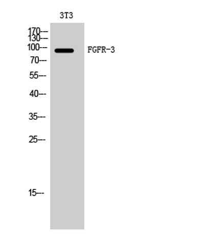 FGFR-3 rabbit pAb