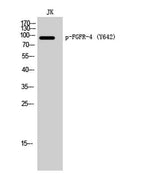 FGFR-4 (phospho Tyr642) rabbit pAb