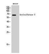Arylsulfatase G rabbit pAb