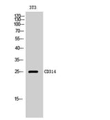 CD314 rabbit pAb