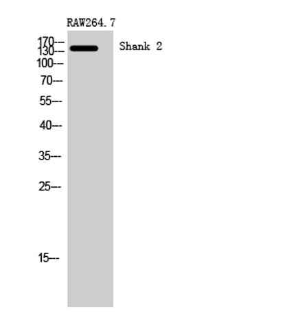 Shank 2 rabbit pAb