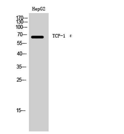 TCP-1 ε rabbit pAb