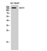 MAST3 rabbit pAb