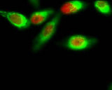 FoxO1 (phospho Ser256) rabbit pAb