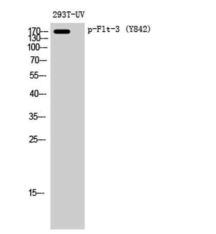 Flt-3 (phospho Tyr842) rabbit pAb 50µL/100µL