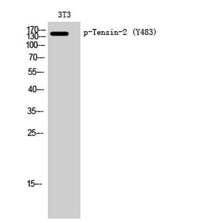 Tensin-2 (phospho Tyr483) rabbit pAb