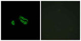 FPRL2 rabbit pAb