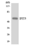 IFIT-5 rabbit pAb