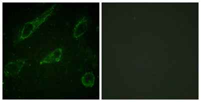 c-Abl (phospho Tyr245) rabbit pAb