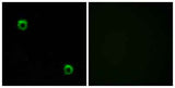 Frizzled-2 rabbit pAb