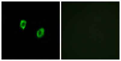 Olfactory receptor 51F1 rabbit pAb