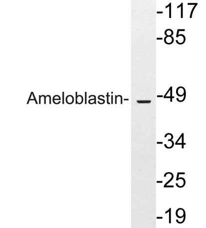 Ameloblastin rabbit pAb