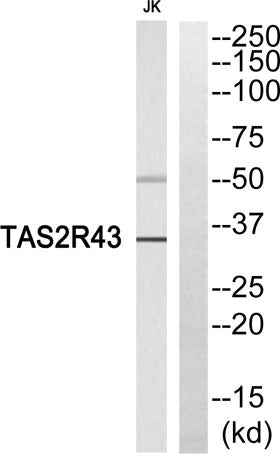 T2R43 rabbit pAb