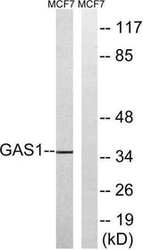 Gas1 rabbit pAb
