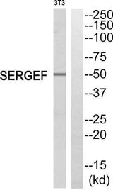 SERGEF rabbit pAb