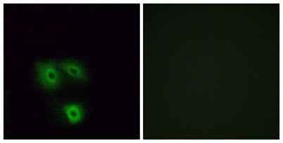 Olfactory receptor 5H1 rabbit pAb