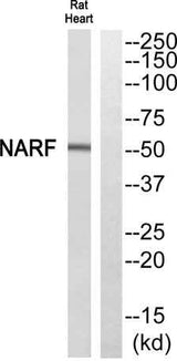 NARF rabbit pAb