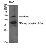 Olfactory receptor 10H3/4 rabbit pAb