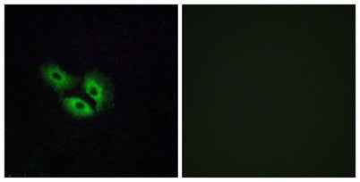 Olfactory receptor 4E2 rabbit pAb