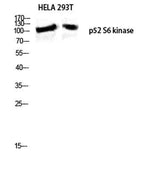 p52 S6 kinase rabbit pAb
