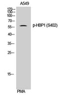 HBP1 (phospho Ser402) rabbit pAb
