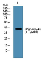 Connexin 43 (phospho Tyr265) rabbit pAb