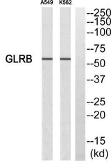 GlyRβ rabbit pAb