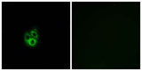 Gγ 5 rabbit pAb