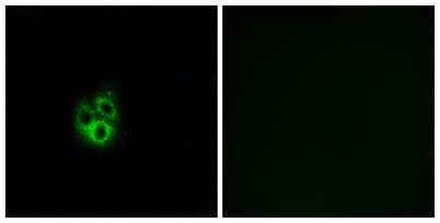 Gγ 5 rabbit pAb