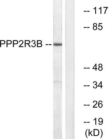 PR48 rabbit pAb