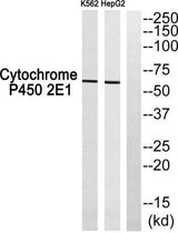 Cadherin-20 rabbit pAb