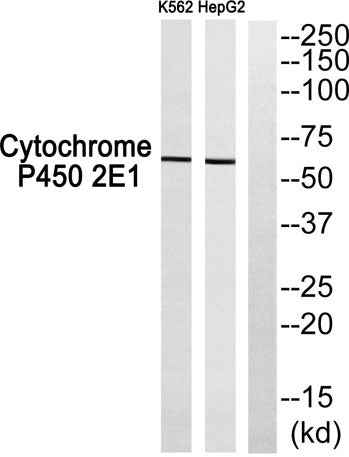Cadherin-20 rabbit pAb