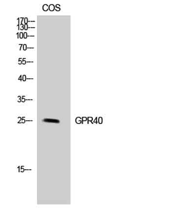 GPR40 rabbit pAb