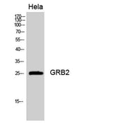 GRB2 rabbit pAb