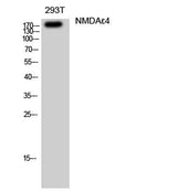 NMDAε4 rabbit pAb