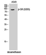 GR (phospho Ser203) rabbit pAb