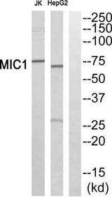 Mic-1 rabbit pAb