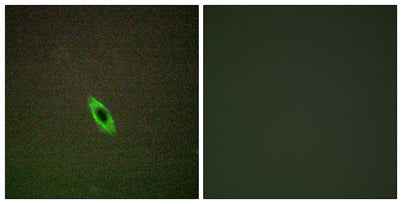 Granzyme A rabbit pAb