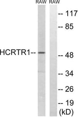 Orexin R-1 rabbit pAb