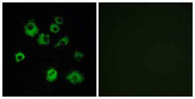 Orexin R-1 rabbit pAb