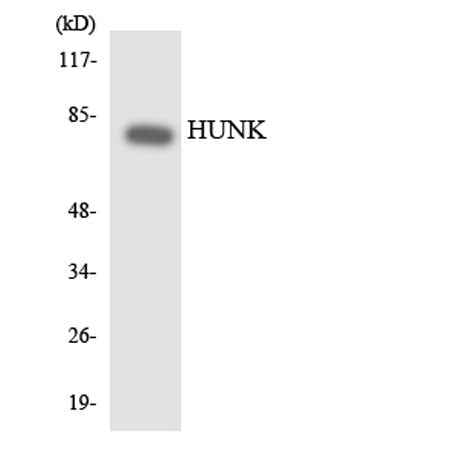 HUNK rabbit pAb